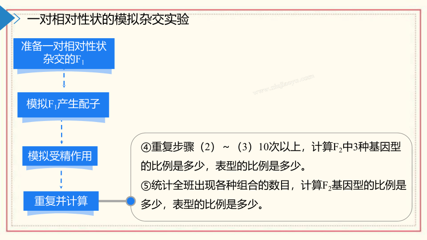 1.2模拟孟德尔杂交实验、两对相对性状的杂交实验及对自由组合现象的解释(共55张PPT)  高中生物 浙科版 必修二