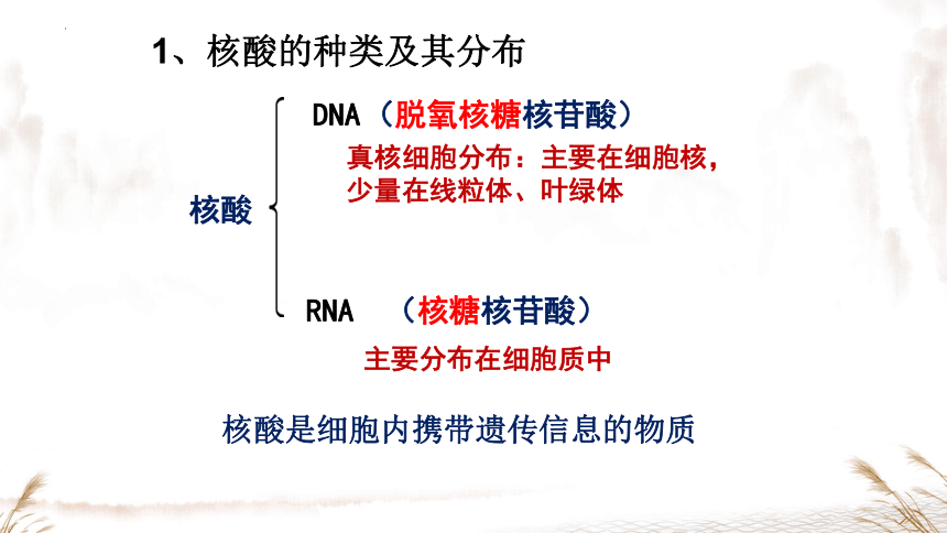 2.5 核酸是遗传信息的携带者(共28张PPT1份视频)-人教版（2019）必修一