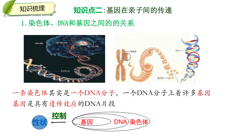 生物的遗传和变异 复习课件