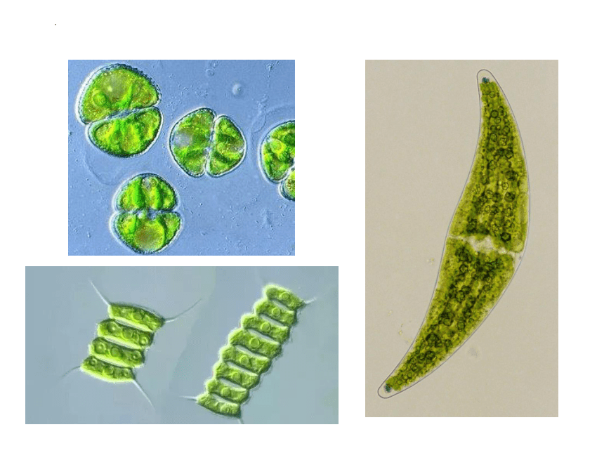 3-1.1藻类、苔藓和蕨类植物课件(共25张PPT)2022--2023学年人教版生物七年级上册