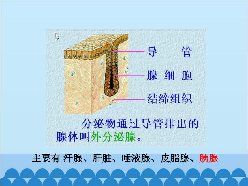 济南版生物七年级下册 3.5.1人体的激素调节课件(共20张PPT)