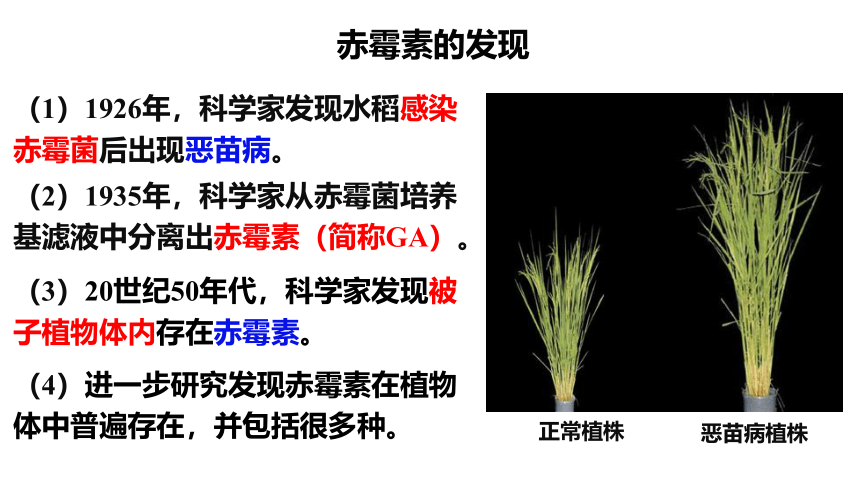 高中生物人教版（2019）选择性必修1 5.2其他植物激素（共23张ppt）