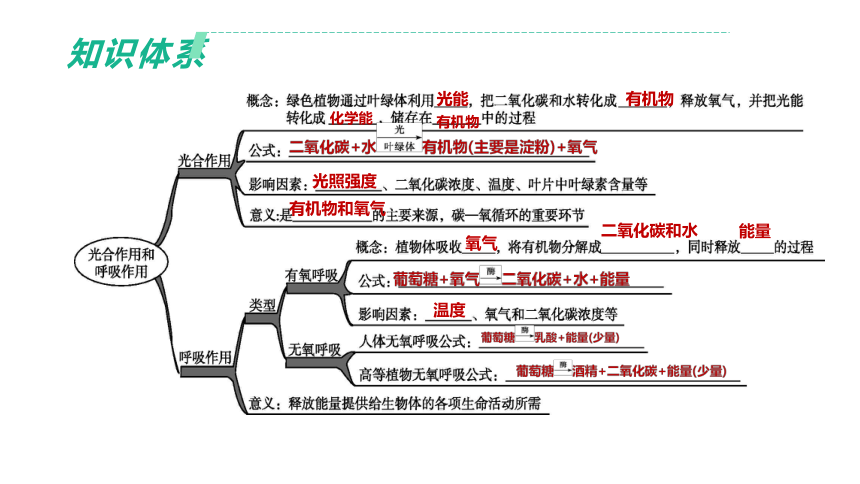 2022年浙江省中考科学一轮复习 第04课时　绿色植物的光合作用和呼吸作用（课件 64张PPT）