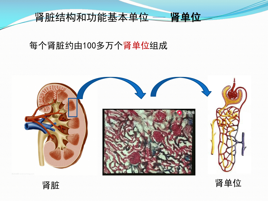 2020--2021学年冀少版生物七年级下册2.3.2《排泄-肾脏》课件(共19张PPT)