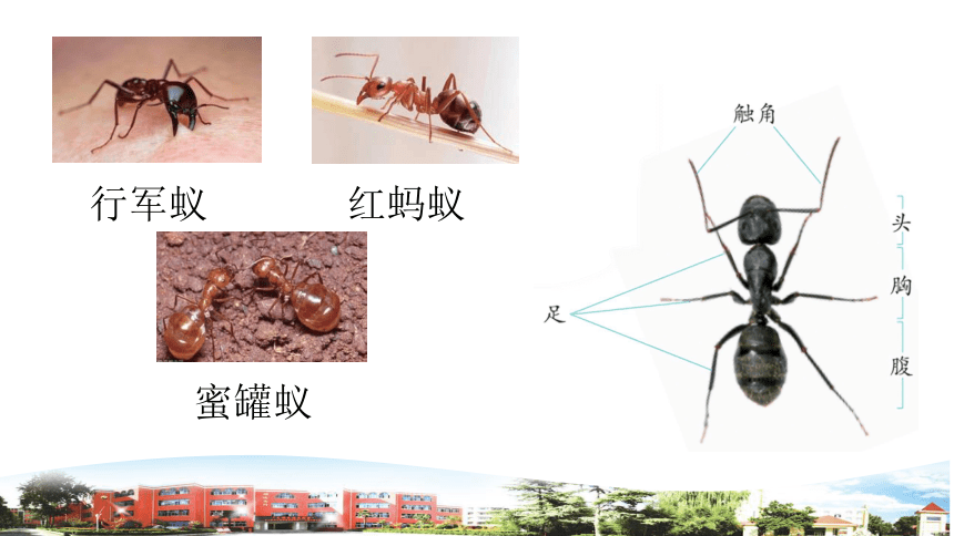 青岛版小学科学四年级上册1.1蚂蚁（课件10张ppt）