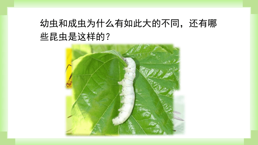 人教版生物八年级下册课件7-1-2昆虫的生殖和发育(共30张PPT)