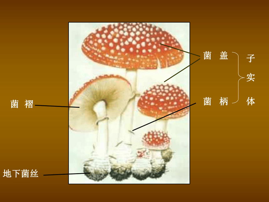 冀教版八上生物 5.2.2食用真菌 课件（25张PPT）