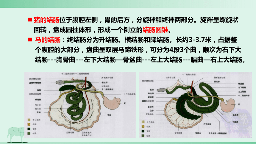 3.2 消化腺的识别 肠肝和胰 课件(共21张PPT)《畜禽解剖生理（第四版）》同步教学(高教版)