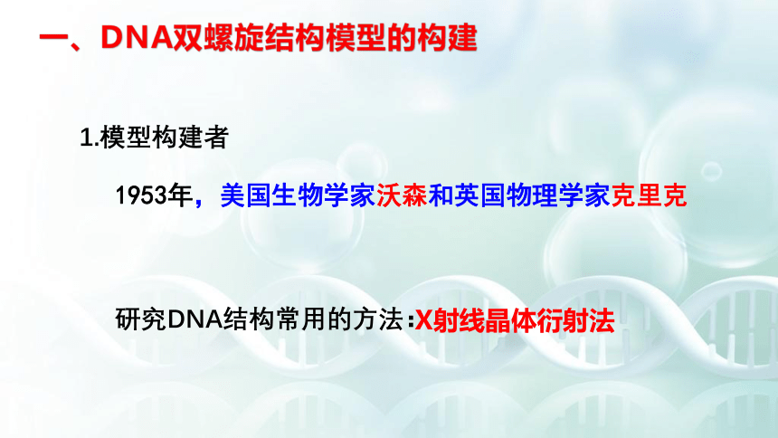 2020-2021学年高一生物（人教版（2019）必修二）3.2 DNA的结构  课件（47张PPT）