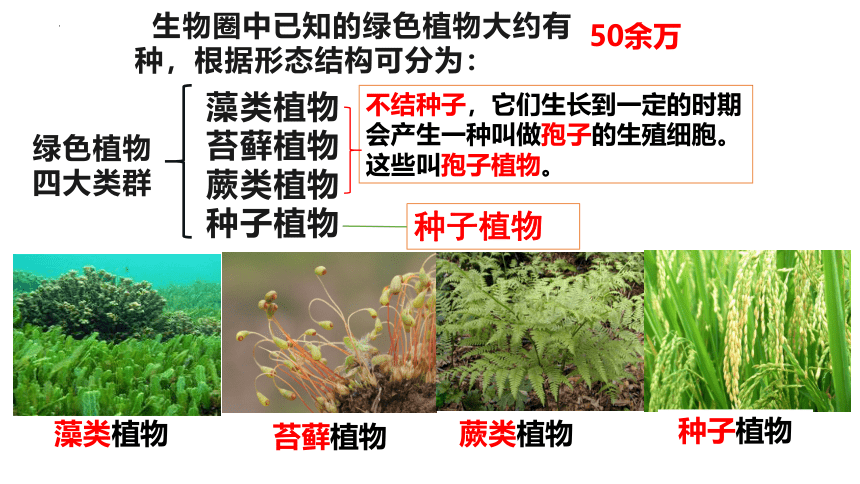 3.1.1 藻类、苔藓和蕨类植物  课件(共28张PPT)2022-2023学年人教版生物七年级上册