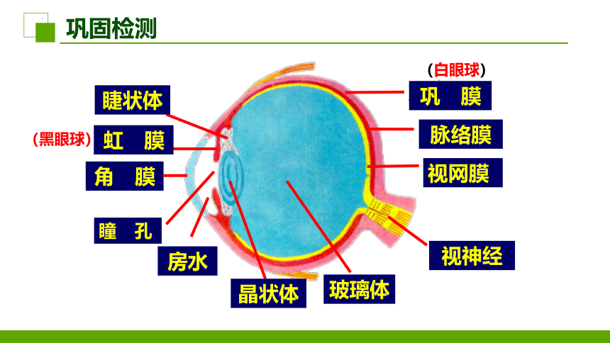 3.5.4 人体对周围世界的感知(1）课件(共35张PPT＋内嵌视频1个)2022-2023学年济南版生物七年级下册