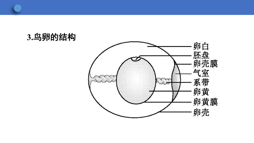 6.1.2 动物的生殖和发育 第2课时课件(共20张PPT)2023-2024学年初中生物冀少版八年级下册