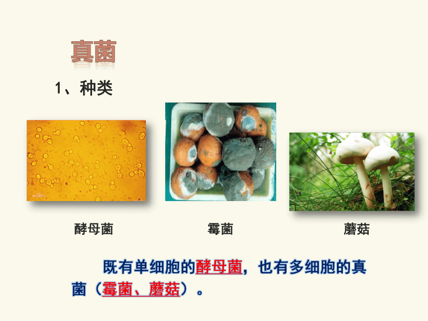 18.1 微生物在生物圈中的作用课件(共32张PPT)