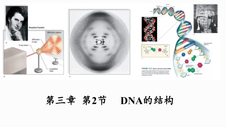 生物人教版（2019）必修2 3.2DNA的分子结构（共21张ppt）