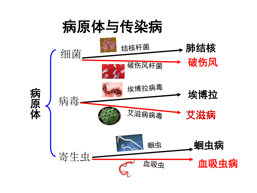 3.6.2传染病及预防课件（共48张PPT）2022--2023学年济南版生物七年级下册