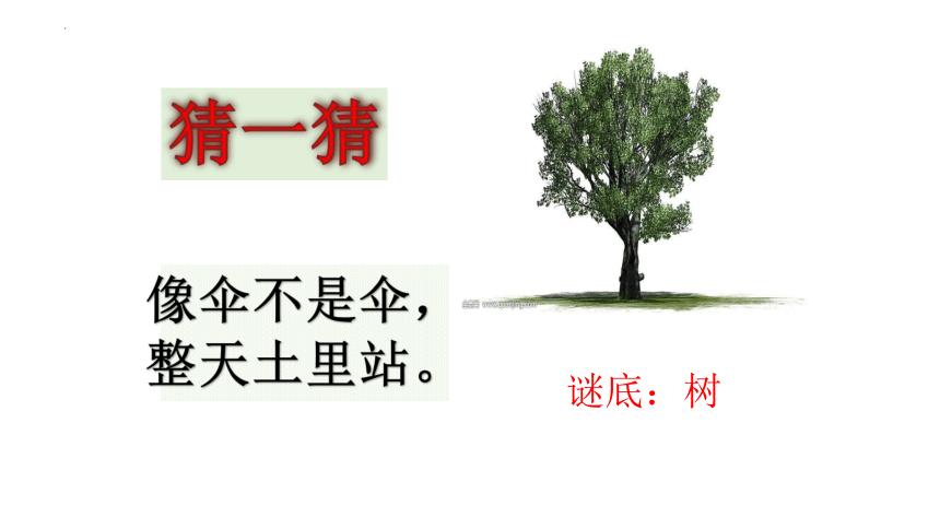 2树之歌（课件）(共24张PPT)