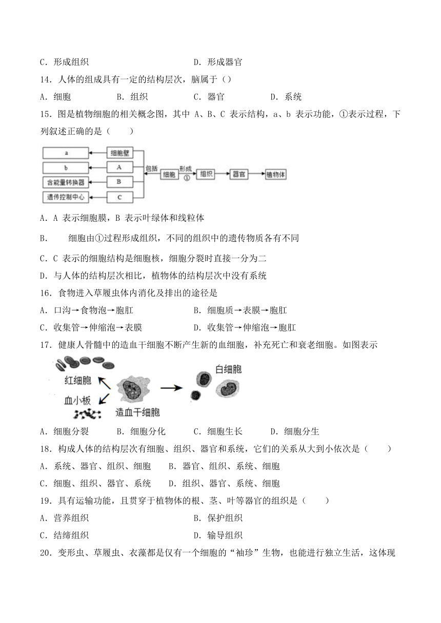 人教版初中生物七年级上册第二单元第二章《细胞怎样构成生物体》练习题（word版含答案）