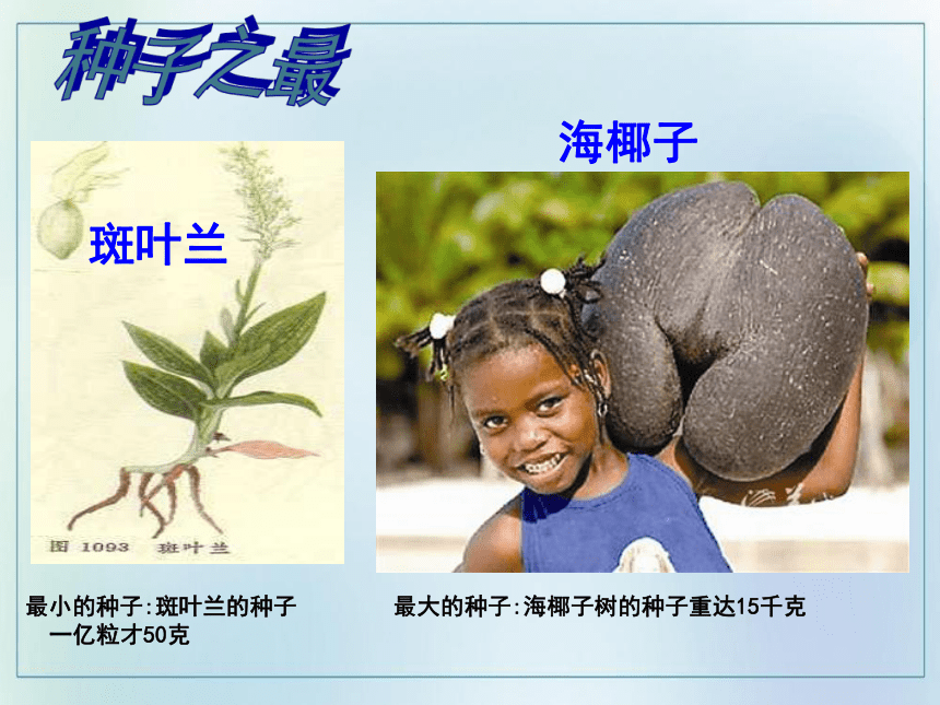 3.1.2 种子植物  课件(共45张PPT)  2021—2022学年人教版七年级生物上册