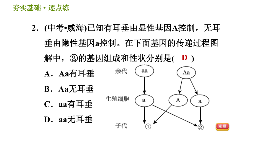 华师版九年级下册科学课件 第5章 5.1.2 遗传规律、遗传病、优生同步练习（31张PPT）