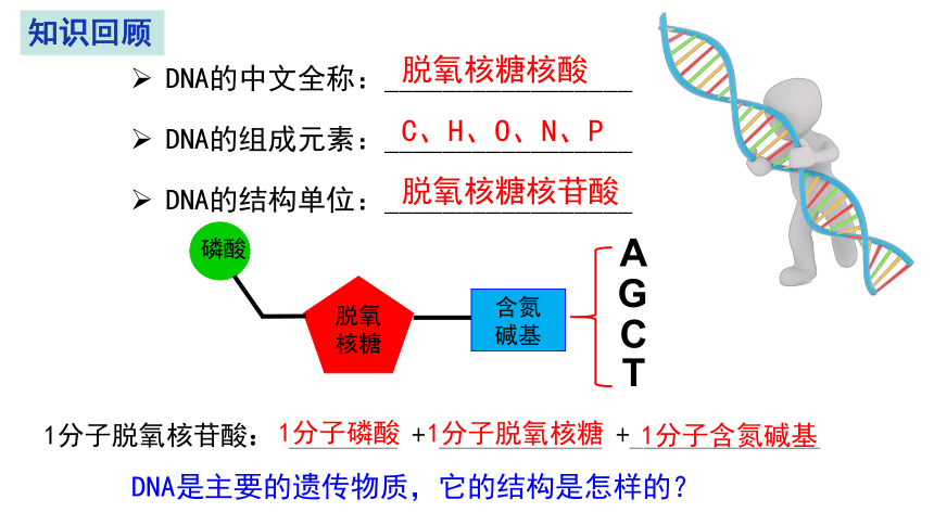 3.2 DNA的结构课件(共42张PPT)-2023-2024学年高一下学期生物人教版必修2