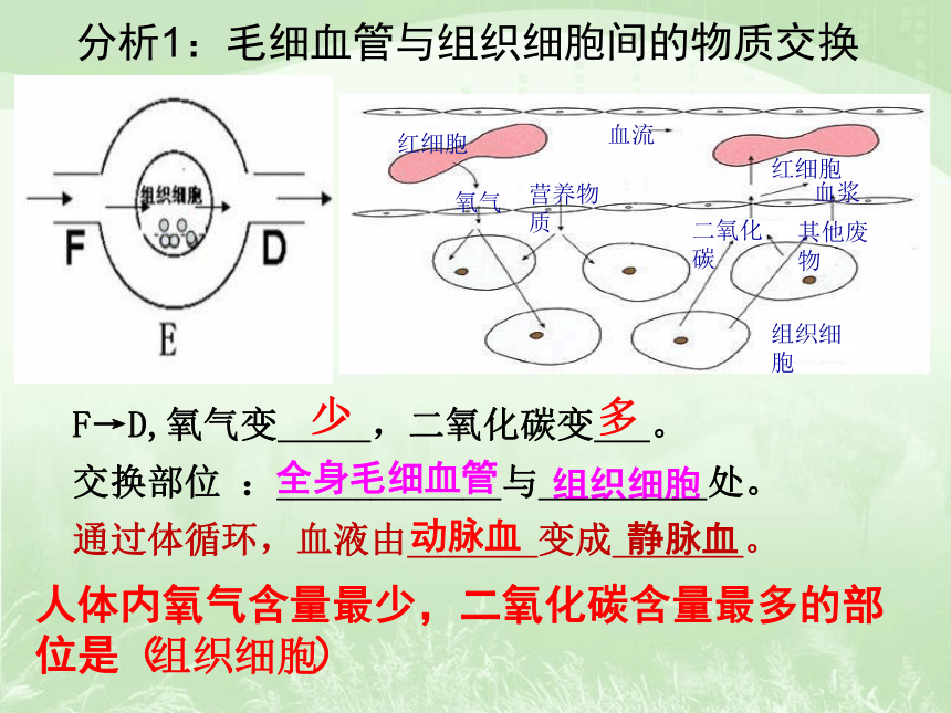 2022--2023学年苏科版生物八年级上册 15.1.4血液循环课件（共22张PPT）