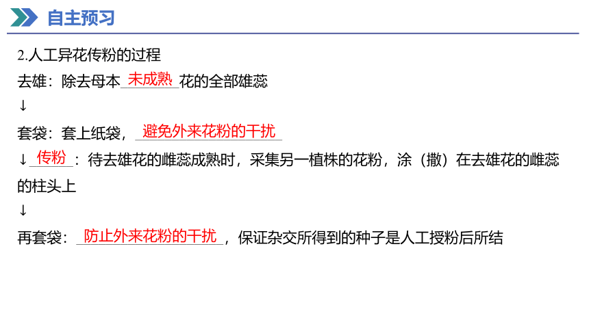 1.1 第1课时 一对相对性状的杂交实验过程和解释 课件(共37张PPT) 2023-2024学年高一生物人教版（2019）必修第二册