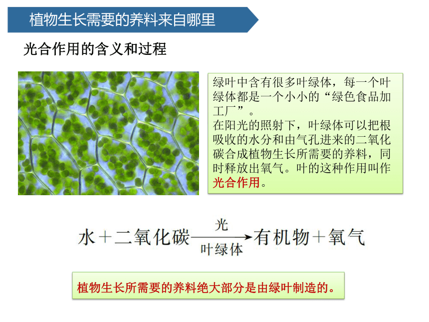 青岛版（六三制2017秋） 五年级下册5.18.光合作用 （课件15ppt）