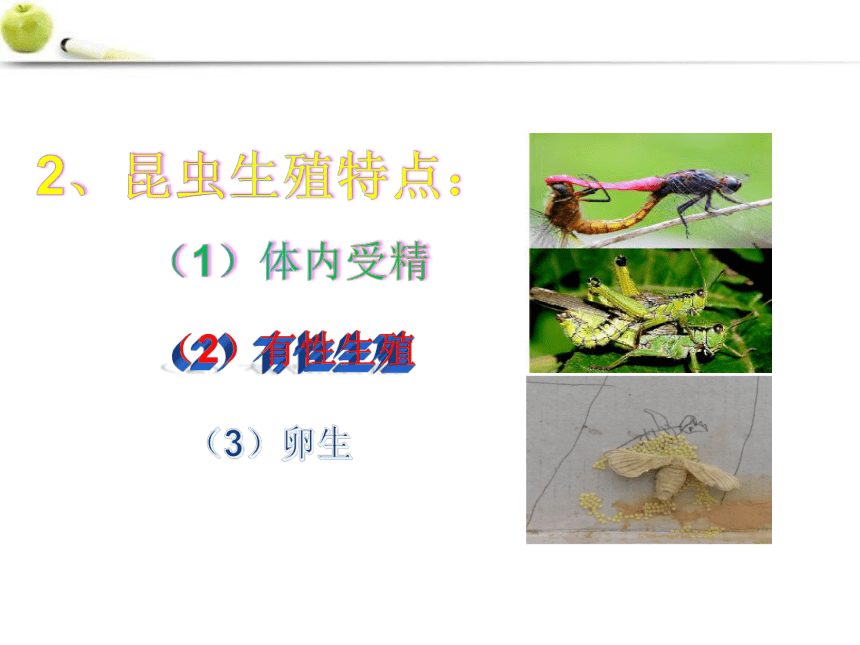 2021-2022学年济南版生物八年级上册第四单元第二章第一节昆虫的生殖和发育  课件(共23张PPT)