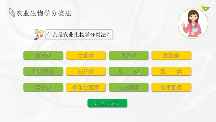 1.3农业生物学分类法 课件(共15张PPT)-《蔬菜生产技术》同步教学（湖南科技出版社）