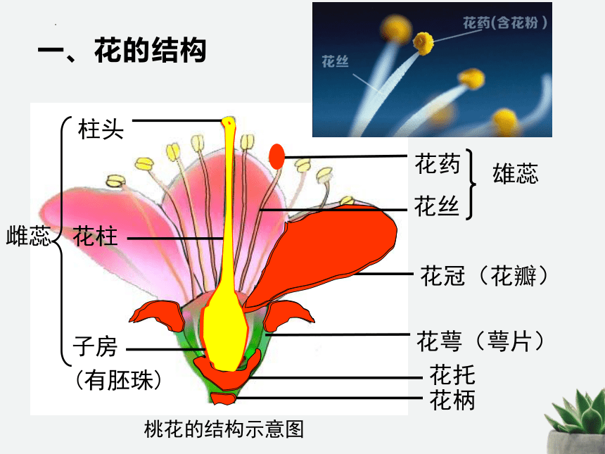 3.2.3开花和结果  课件(共27张PPT)2022-2023学年人教版七年级生物学上册