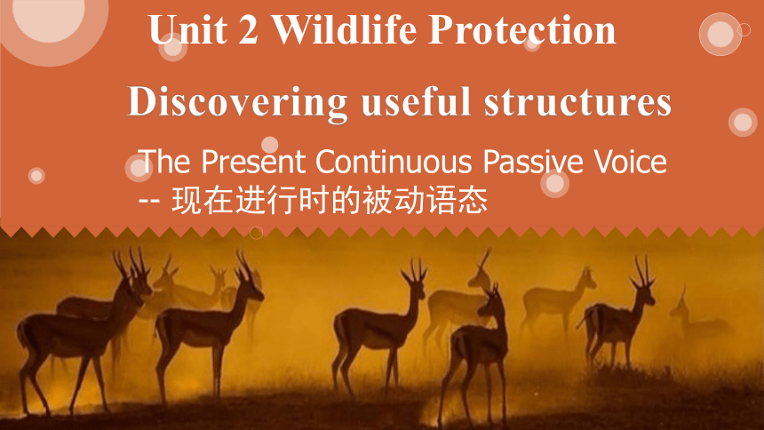 人教版（2019）必修 第二册Unit 2 Wildlife protection Discovering useful structures 课件(共20张PPT)第二册