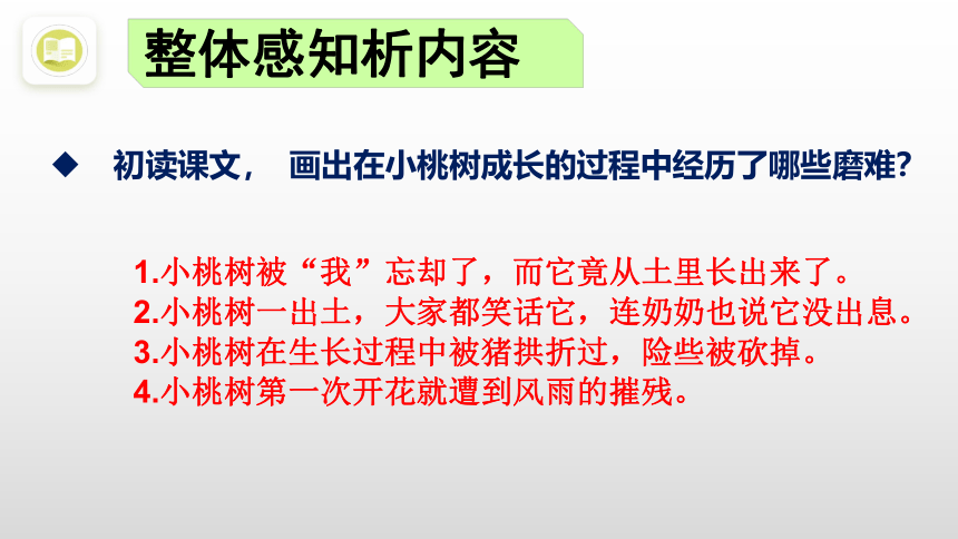 19 一颗小桃树 课件