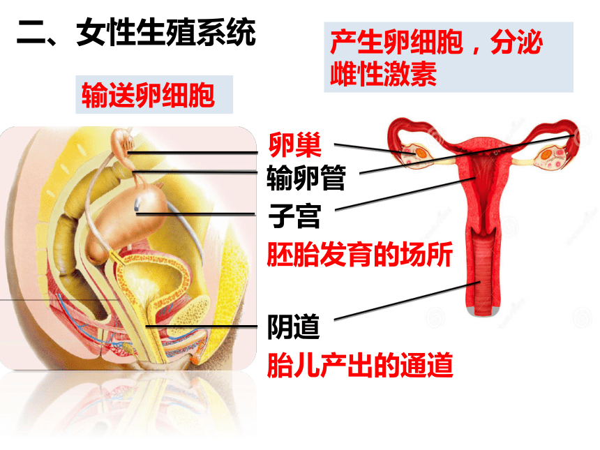 2021-2022学年冀少版八年级生物下册6.1.3 人的生殖和胚胎发育  课件(共19张PPT)