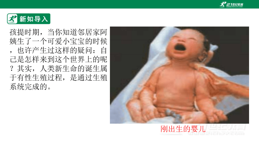 4.3.1 婴儿的诞生-2022-2023学年八年级生物上册同步课件（济南版）（含37张ppt）