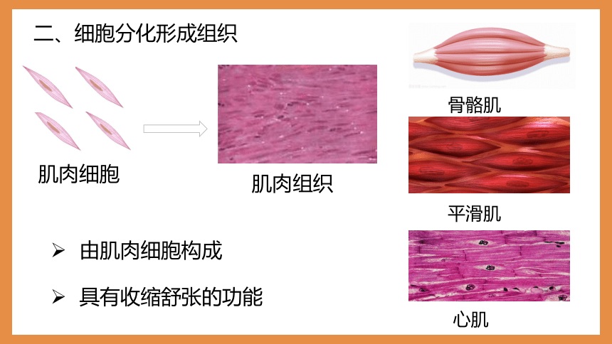 2.2.2动物体的结构层次 课件2022-2023学年人教版生物七年级上册(共19张PPT）