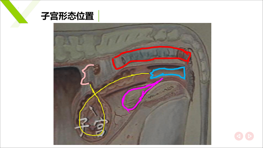 6.2 雌性生殖系统解剖生理识别 子宫 课件(共17张PPT)《畜禽解剖生理（第四版）》同步教学(高教版)