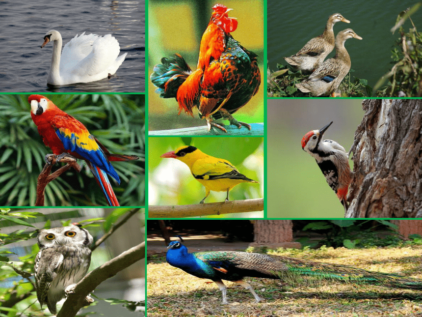 苏少版四年级美术下册课件-第6课　鸟和家禽 (共25张PPT)