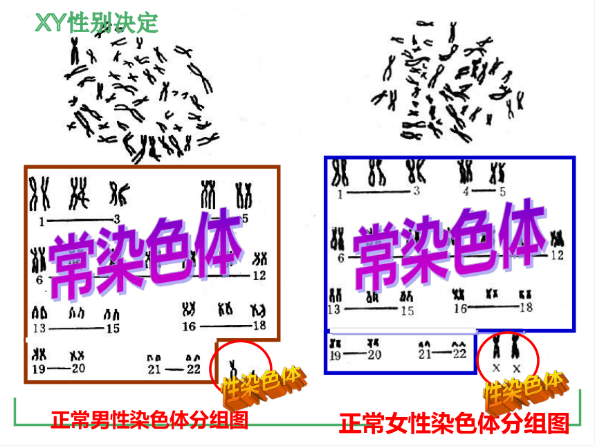 2021-2022学年高一下学期生物人教版必修2  2.3伴性遗传课件(共21张PPT)