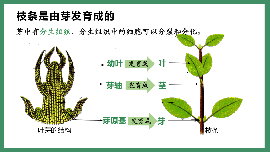 3.2.2植株的生长课件(共31张PPT)