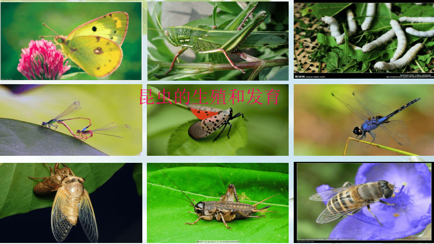 第一节 昆虫的生殖和发育 课件（22张PPT）