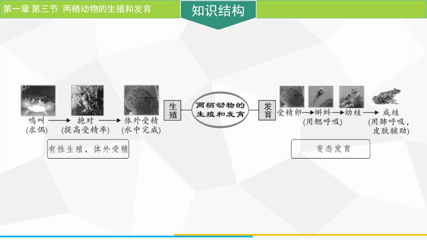 7.1.3 两栖动物的生殖和发育  课件(共21张PPT) 人教版生物八年级下册