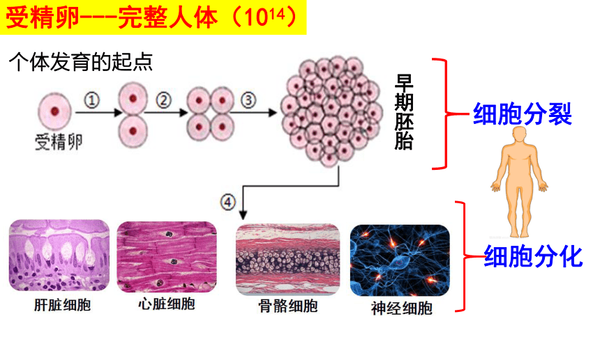 6.2细胞分化课件(共44张PPT)-人教版必修1