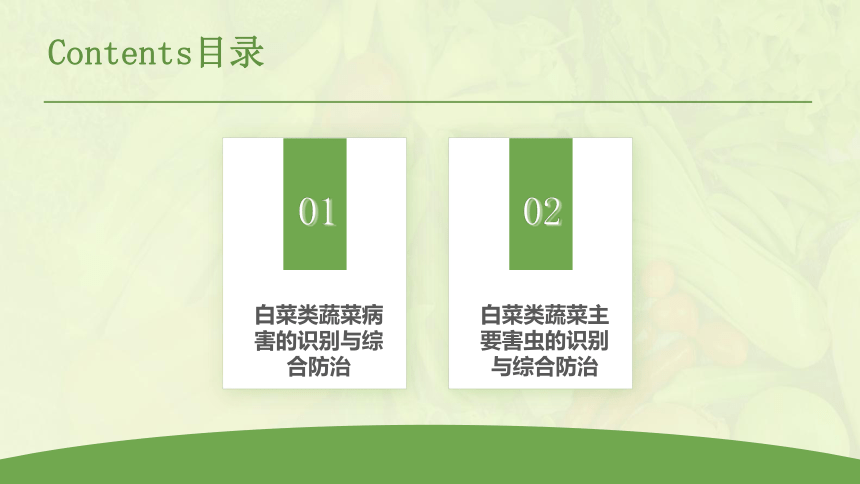 4.4.2 白菜类蔬菜病虫害及防治（下）课件(共29张PPT)-《蔬菜生产技术》同步教学（中国农业出版社）