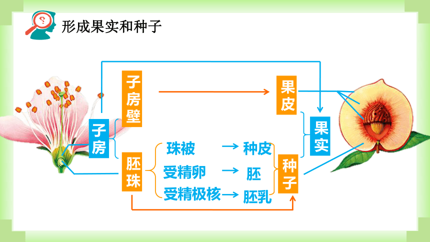 人教版生物八年级下册7.1.1植物的生殖课件(共51张PPT)