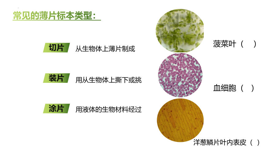 人教版生物七年级上册  2.1.2 植物细胞 2022--2023学年课件 (共32张PPT)