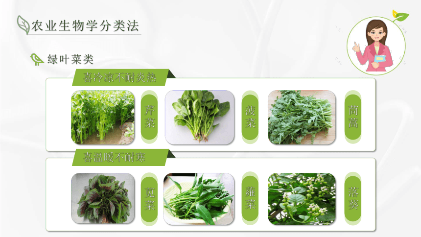 1.3农业生物学分类法 课件(共15张PPT)-《蔬菜生产技术》同步教学（湖南科技出版社）