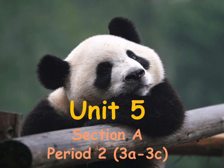 Unit 5 Why do you like pandas Section A Grammar Focus课件(共37张PPT)