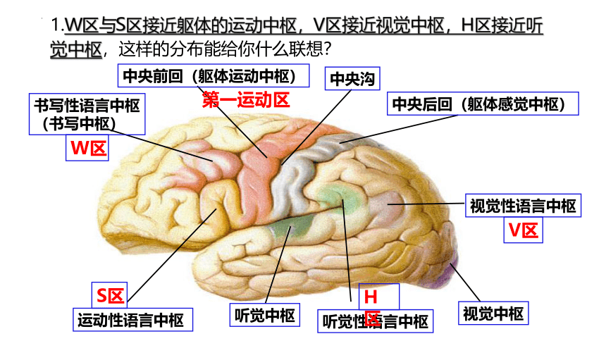 生物人教版（2019）选择性必修1 2.5人脑的高级功能（共23张ppt)