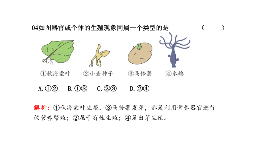 第7节  植物的无性生殖 课件(共23张PPT)