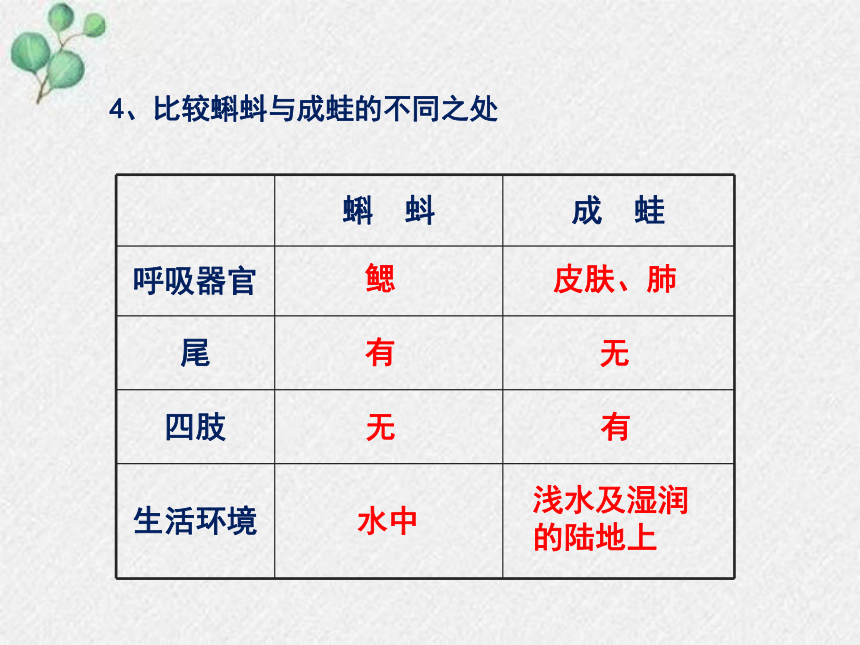 19.2 动物的生殖和发育课件(共21张PPT)